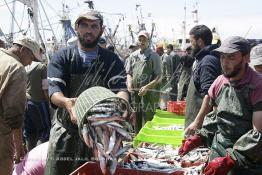 Image du Maroc Professionnelle de  Le système de la chaîne humaine pour vider la cale du bateau remplie de poissons encore vivat ! Les ouvriers s'activent énergiquement sans perdre de temps à faire passer de l’un à l’autre le panier en plastique rempli de sardines vivantes, cette dynamique dans le but de conserver la sardine toute fraîche durant l’opération de débarquement au Port de Laayoune, Lundi 8 Mars 2010. (Photo / Abdeljalil Bounhar) 